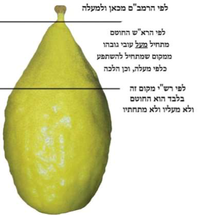 מקום החוטם באתרוג