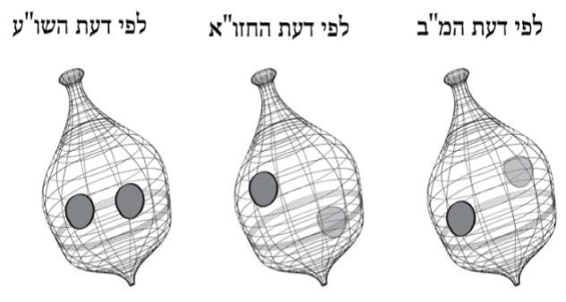 שינוי מראה באתרוג לדעות השונות