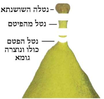 אתרוג שניטל הפיטם שלו