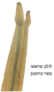 לולב שראשו עשוי כהימנק