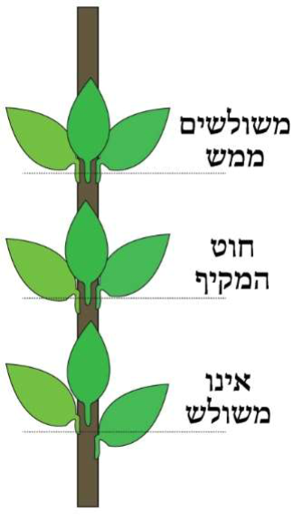 הדס משולש בצורות שונות